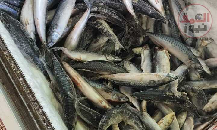 حملة طب بيطري كفر الشيخ تضبط طن أسماك مجهولة المصدر وكمية من اللحوم المجمدة(العمق نيوز)