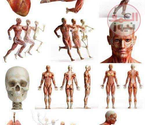 معلومات عامة عن جسم الإنسان