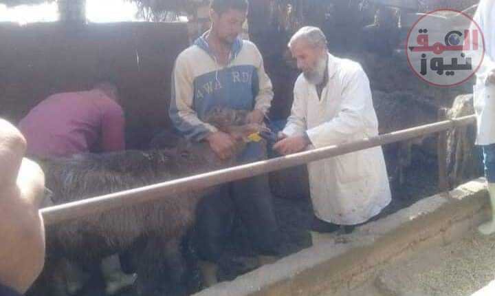 "مختار": تحصين 76610 رأس ماشية علي مستوي المحافظة